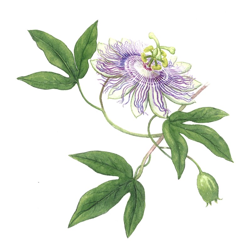 Passiflore Bio