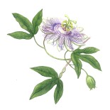 Camomille Romaine fleur Bio