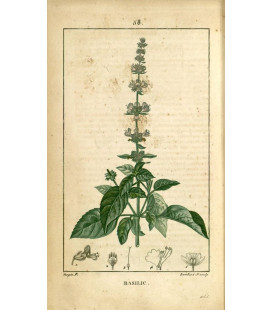 Basilic Feuilles, Lamiacées Bio