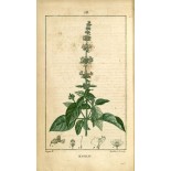 Camomille Romaine fleur Bio