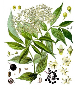 Sureau Cueillette Sauvage, Fleurs Bio