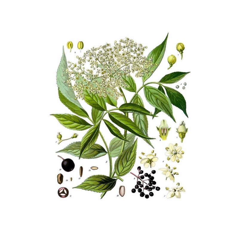 Camomille Romaine fleur Bio