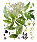 Sureau Cueillette Sauvage, Fleurs Bio