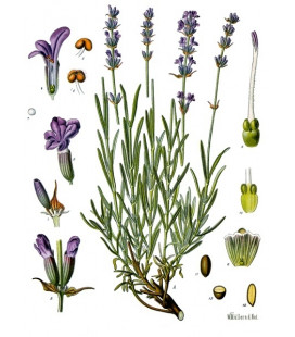 Lavande Feuilles, Fleur, Racine Bio