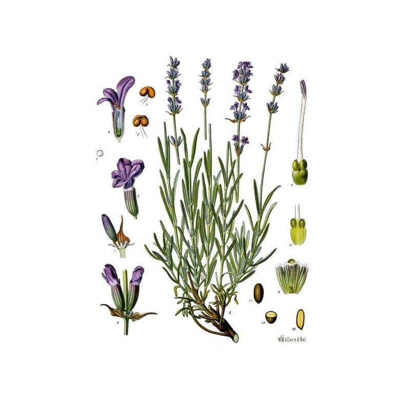 Camomille Romaine fleur Bio