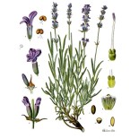 Camomille Romaine fleur Bio