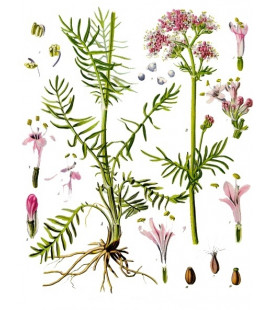 Valériane, Racine Bio