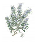 Camomille Romaine fleur Bio