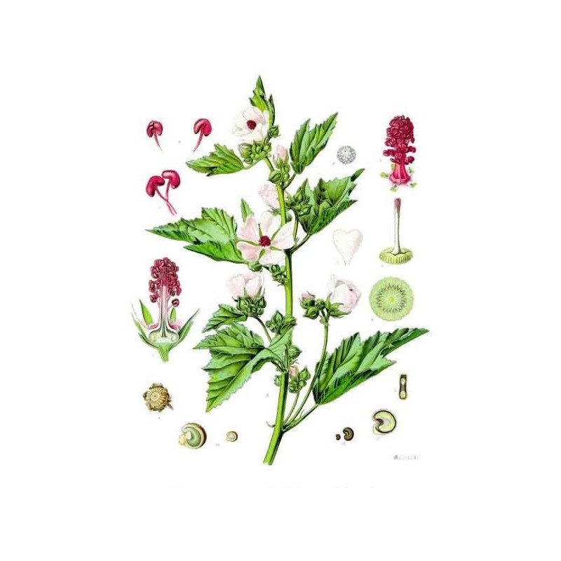 Camomille Romaine fleur Bio