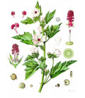 Camomille Romaine fleur Bio
