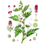 Camomille Romaine fleur Bio