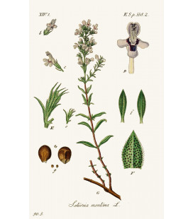 Sarriette, Feuille, Lamiacées Bio