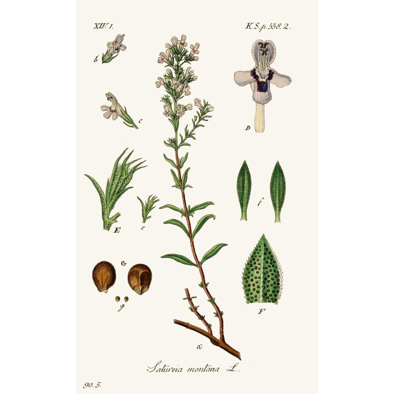 Camomille Romaine fleur Bio