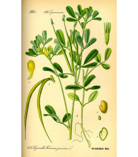 Fenugrec, Graine Bio