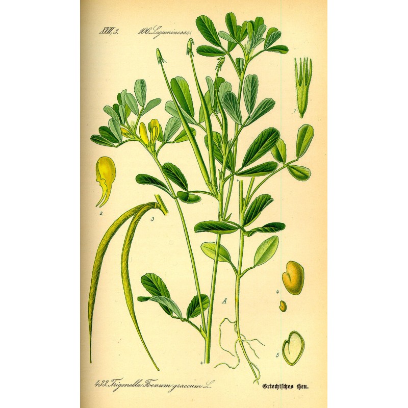 Camomille Romaine fleur Bio