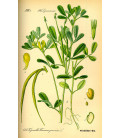 Camomille Romaine fleur Bio