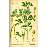 Camomille Romaine fleur Bio