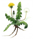 Camomille Romaine fleur Bio