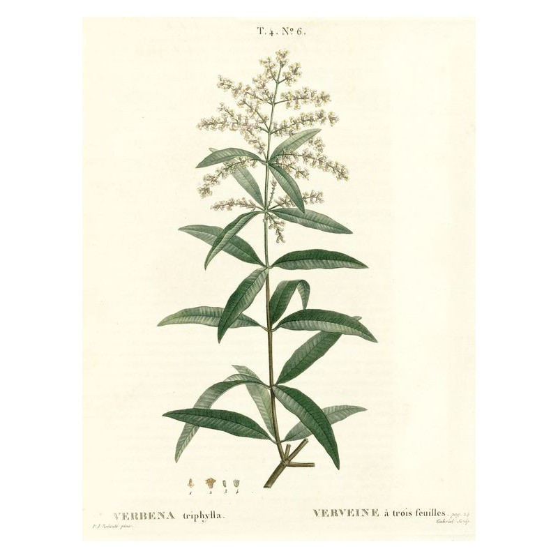 Camomille Romaine fleur Bio