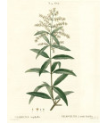 Verveine, Feuille Bio