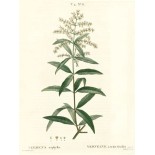 Camomille Romaine fleur Bio