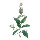 Sauge, Feuille Bio