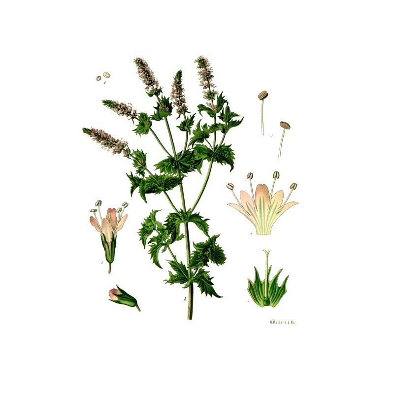 Camomille Romaine fleur Bio