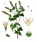 Camomille Romaine fleur Bio