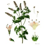 Camomille Romaine fleur Bio