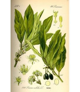 Laurier, Feuille Bio