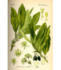 Camomille Romaine fleur Bio