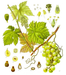 Vigne Rouge, Feuille Bio