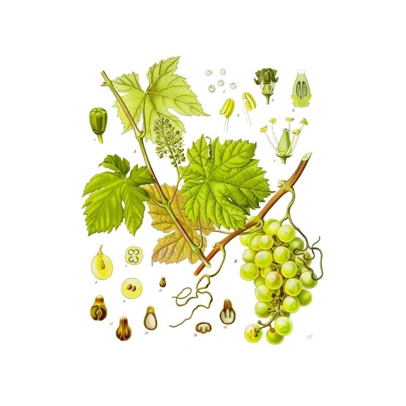 Camomille Romaine fleur Bio