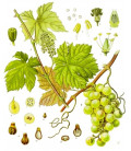 Vigne Rouge, Feuille Bio