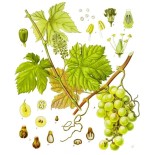 Camomille Romaine fleur Bio