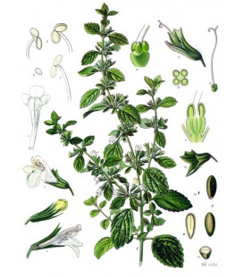 Mélisse, Feuille Bio