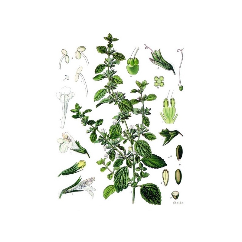 Camomille Romaine fleur Bio