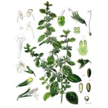 Camomille Romaine fleur Bio