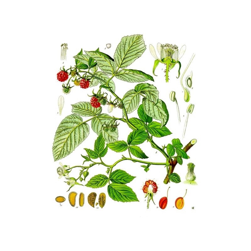 Camomille Romaine fleur Bio