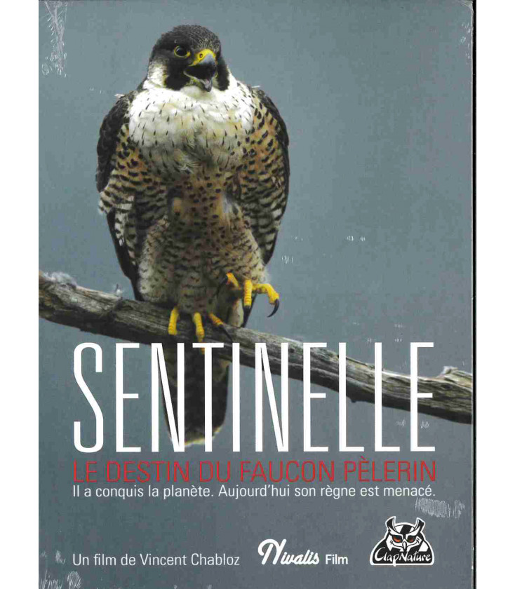 Sentinelle, le destin du faucon pèlerin - DVD