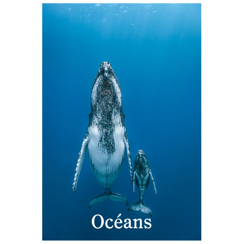 TITRE FICHE VIERGE CRÉATION LIVRE (Occasion)