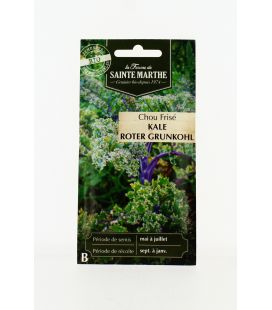 Chou Curly Kale Roter Grunkohl - Semences reproductibles bio