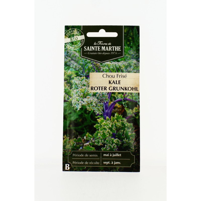 Chou Curly Kale Roter Grunkohl - Semences reproductibles bio