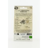 Laitue Cressonette Marocaine - Semences reproductibles bio