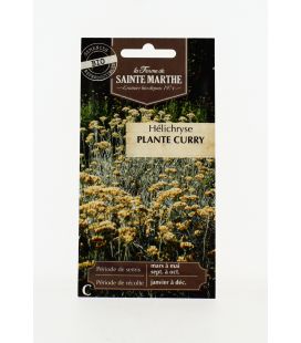 Helichryse Plante Curry - Semences reproductibles bio