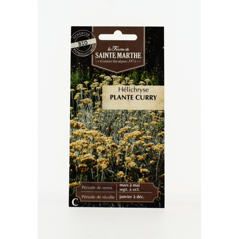 Helichryse Plante Curry - Semences reproductibles bio