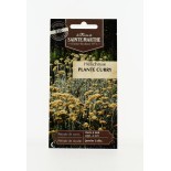 Helichryse Plante Curry - Semences reproductibles bio