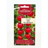 TOMATE Miel du Mexique AB- Semences reproductibles bio