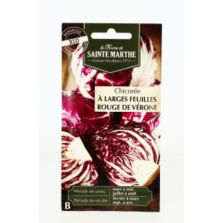 Chicorée à Larges Feuilles Rouge de Vérone - Semences reproductibles bio