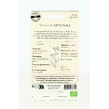 BOURRACHE Officinale AB - Semences reproductibles bio